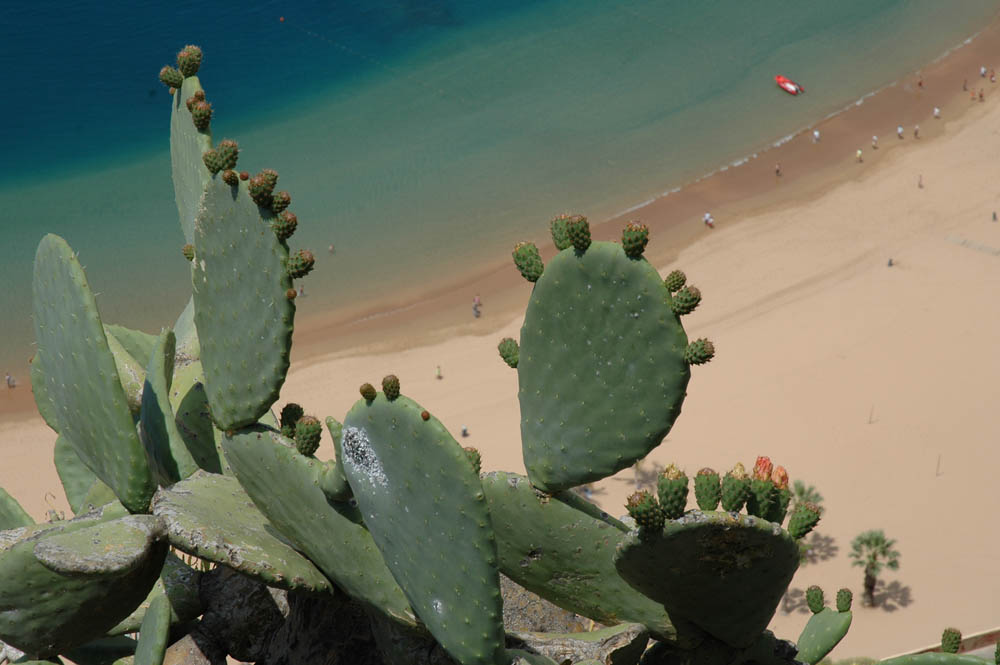 Kanaren Yachtcharter - Teneriffa: Playa de las Teresitas