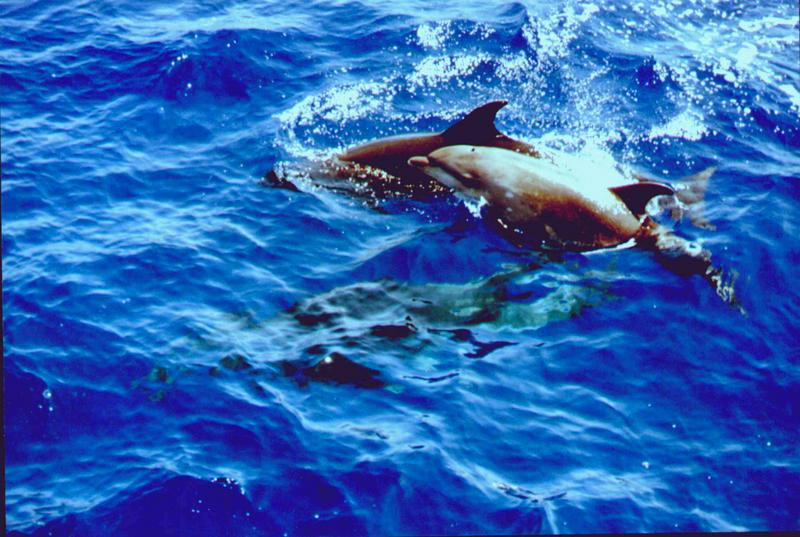 kanaren Bootscharter - Delfine: Zwischen Gomera und Teneriffa kreuzen sie häufig den Kurs