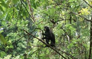 Charter Malaysia: Auf Langkawi und den umliegenden Inseln leben viele Affen im Dschungel und den Mangroven