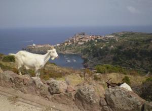 Charter Korsika: Capraia liegt ideal zwischen Korsika und dem Fesland