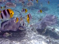 Bootscharter Tahiti: Faszinierende Unterwasserwelt - Rochen und bunte Riff-Fische