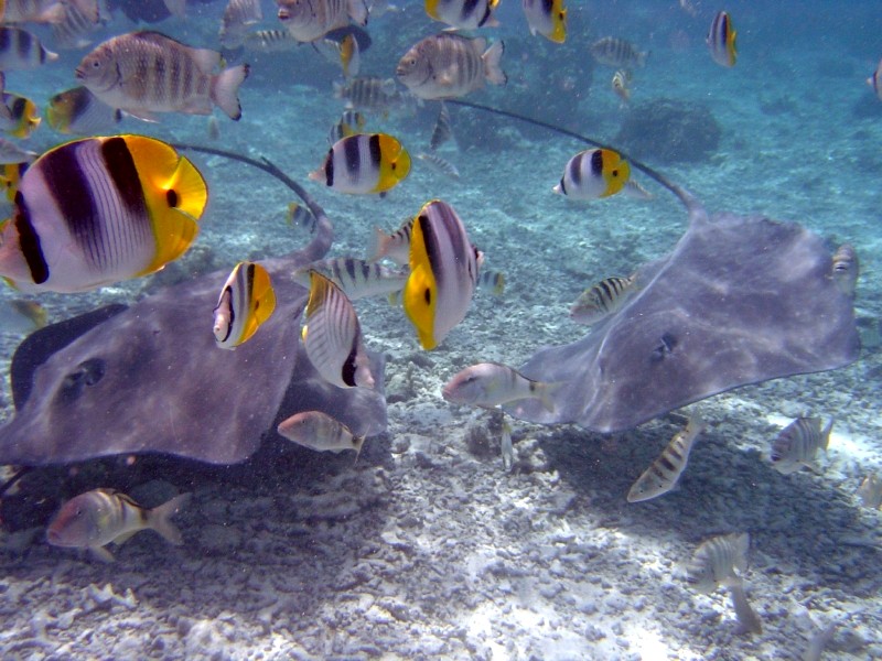 Tahiti Bootscharter - Faszinierende Unterwasserwelt: Rochen und bunte Riff-Fische  