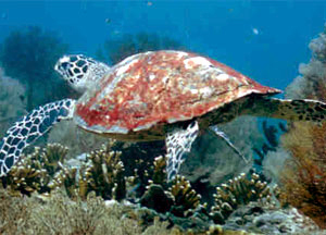 Thailand Yacht Charter - Koh Surin: Berühmt für seine seltenen Meeresschildkröten