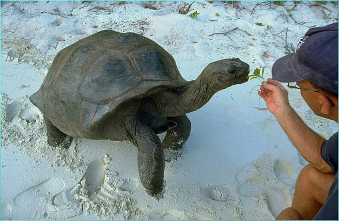 Seychellen Yachtcharter - Die Riesenschildkröten auf Curieuse haben keine Scheu vor Besuchern