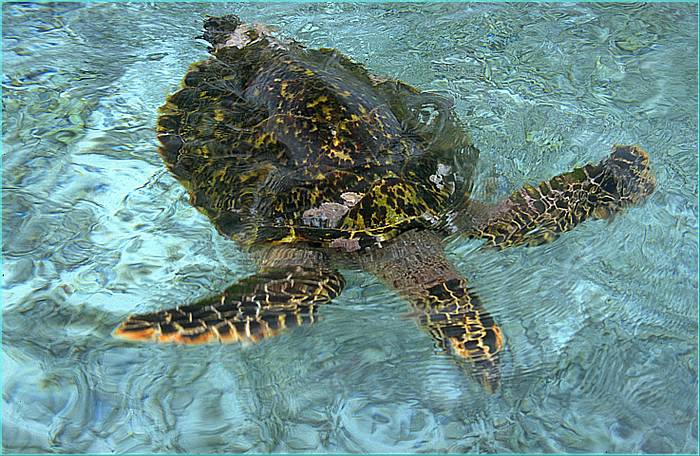 Seychellen Yacht Charter - Wasserschildkröten: Kann man beim Schnorcheln aus der Nähe beobachten
