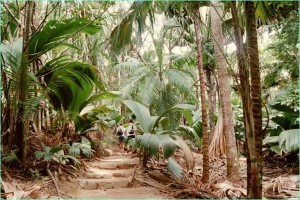 Seychellen Bootscharter - Vallee Du Mai: Dort wachsen die berühmten Coco-de-Mer-Palmen