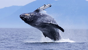 Kanada Yachtcharter - Wale werden oft im Revier gesichtet