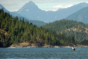 Kanada Bootscharter - Nicht selten bekommt man von der Yacht Orca-Wale zu Gesicht