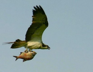 Mecklenburg Bootscharter - Lebensraum für Vögel: Der Müritz-Nationalpark ist Heimat der selten gewordenen Fischadler