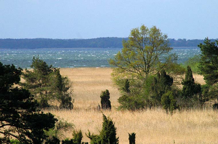 Mecklenburg Charter - Schilfgürtel: Das Ostufer der Müritz ist Naturschutzgebiet