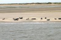 Charter IJsselmeer: Im Wattenmeer gibt es viele Seehundekolonien